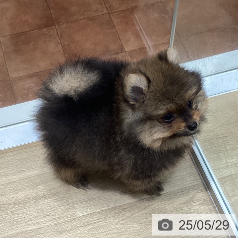 ポメラニアンの写真