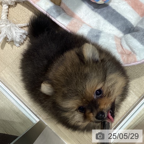 ポメラニアンの写真