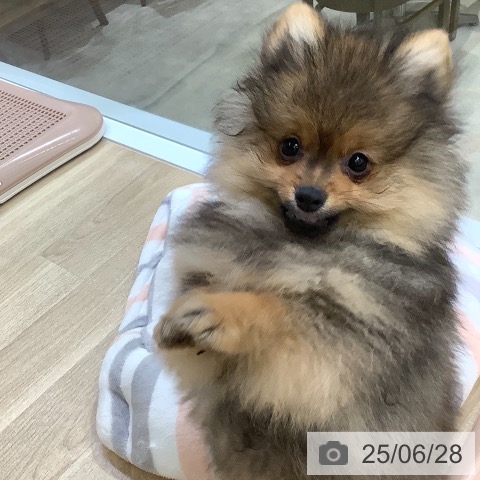ポメラニアンの写真