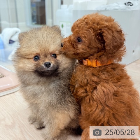 ポメラニアンの写真