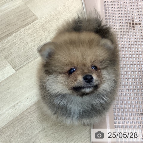 ポメラニアンの写真