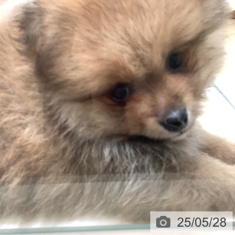 ポメラニアンの写真