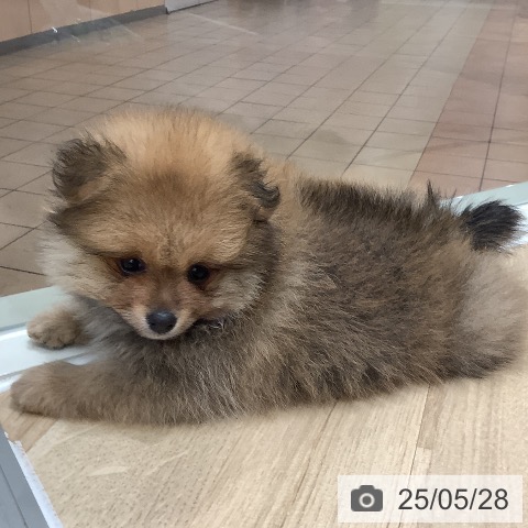 ポメラニアンの写真