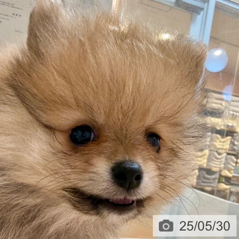 ポメラニアンの写真