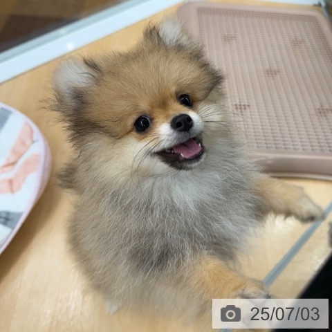 ポメラニアンの写真