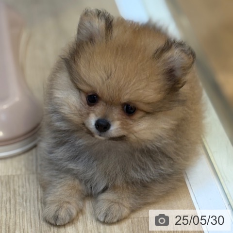 ポメラニアンの写真