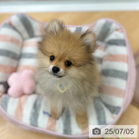 ポメラニアンの写真