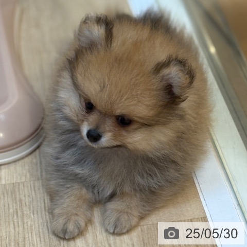 ポメラニアンの写真