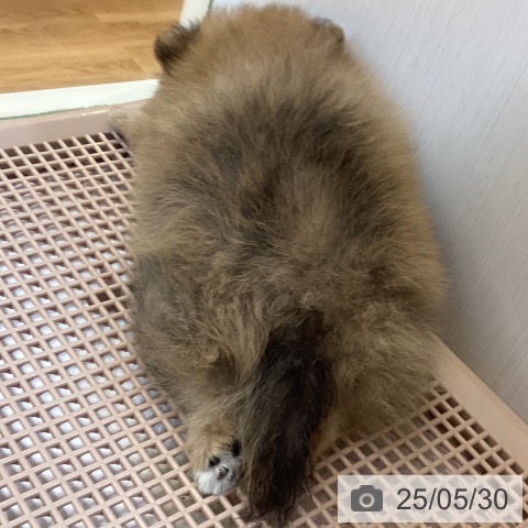 ポメラニアンの写真