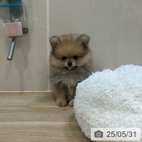 ポメラニアンの写真