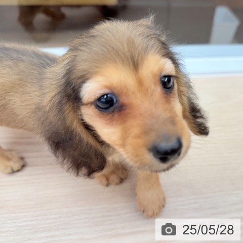ミニチュア・ダックスフンドの写真