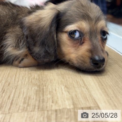 ミニチュア・ダックスフンドの写真