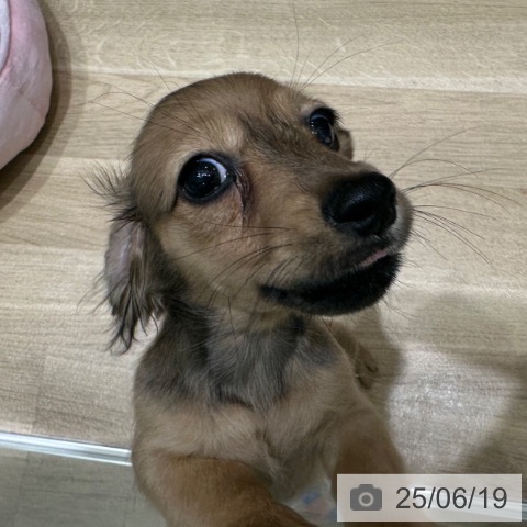 ミニチュア・ダックスフンドの写真