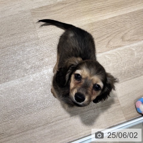 ミニチュア・ダックスフンドの写真
