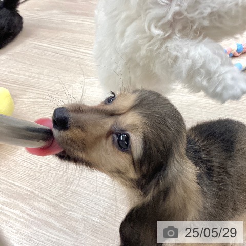 ミニチュア・ダックスフンドの写真