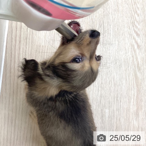 ミニチュア・ダックスフンドの写真