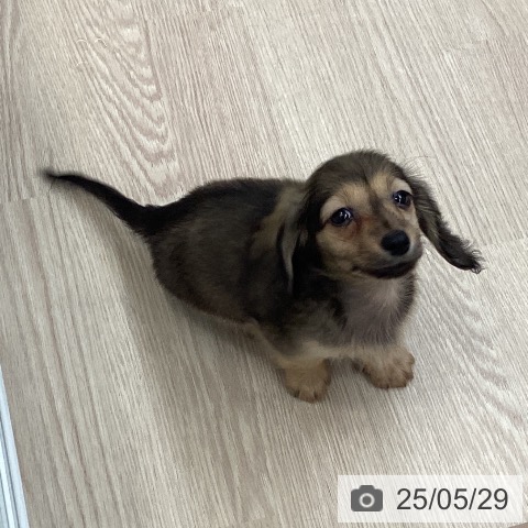 ミニチュア・ダックスフンドの写真