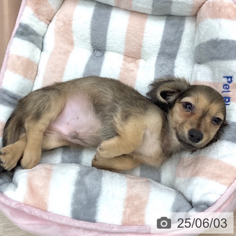 ミニチュア・ダックスフンドの写真