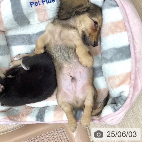 ミニチュア・ダックスフンドの写真