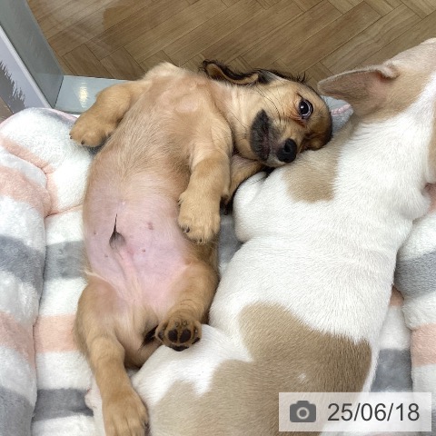 ミニチュア・ダックスフンドの写真