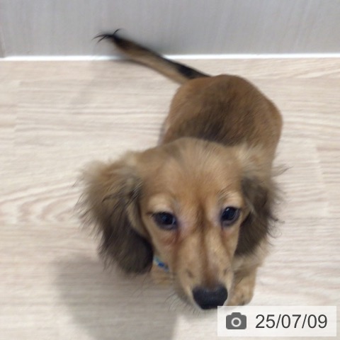 ミニチュア・ダックスフンドの写真