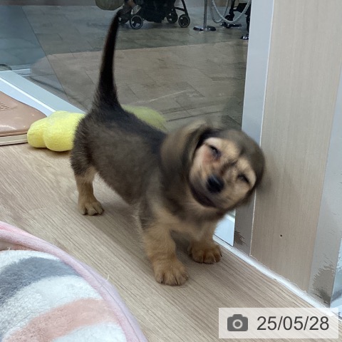 ミニチュア・ダックスフンドの写真