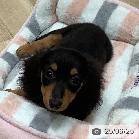 カニーンヘン・ダックスフンドの写真