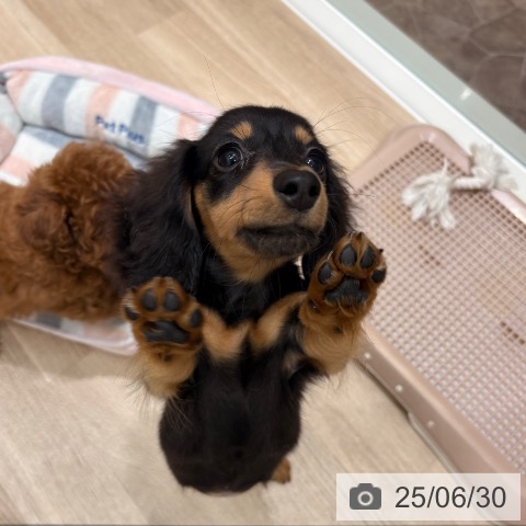 カニーンヘン・ダックスフンドの写真