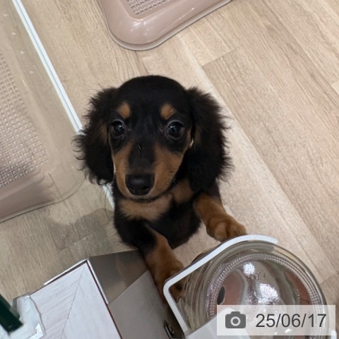 カニーンヘン・ダックスフンドの写真