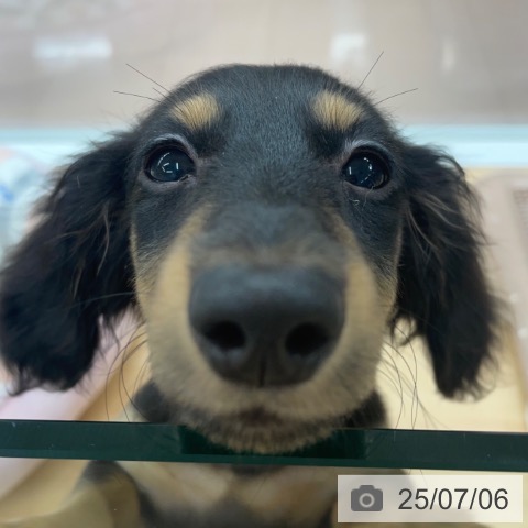 カニーンヘン・ダックスフンドの写真