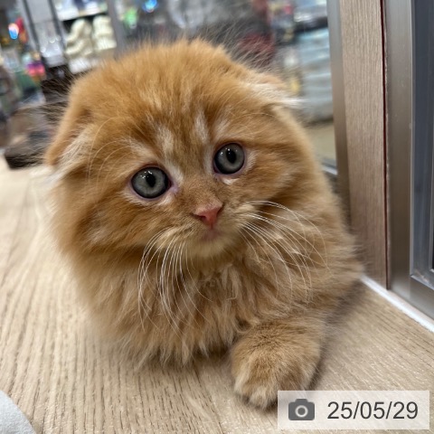 スコティッシュフォールドの写真