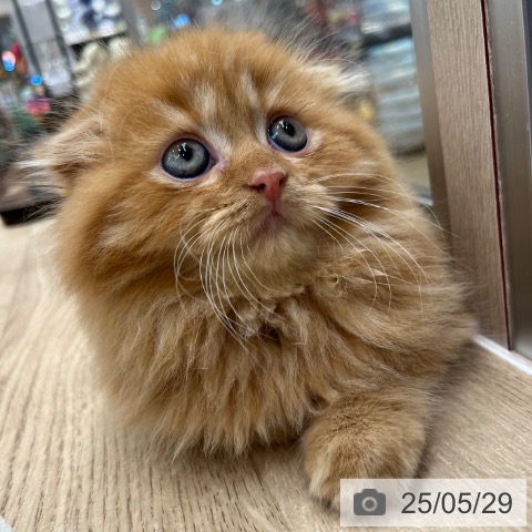 スコティッシュフォールドの写真