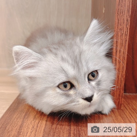 ラガマフィンの写真