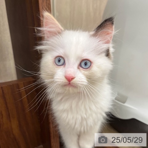 ラグドールの写真