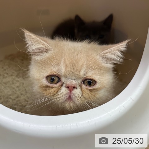 エキゾチックの写真