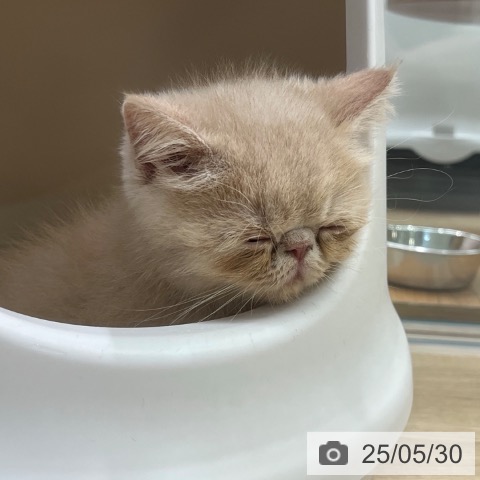 エキゾチックの写真