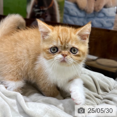 エキゾチックの写真