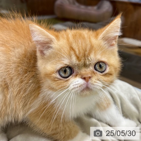 エキゾチックの写真