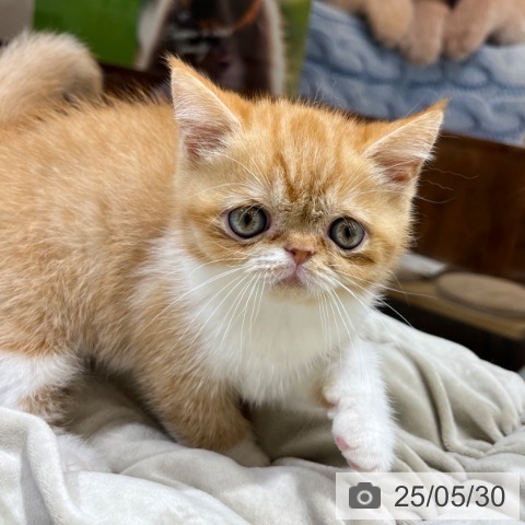 エキゾチックの写真