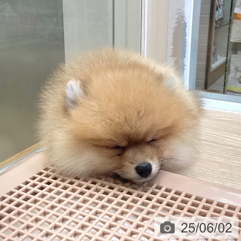 ポメラニアンの写真
