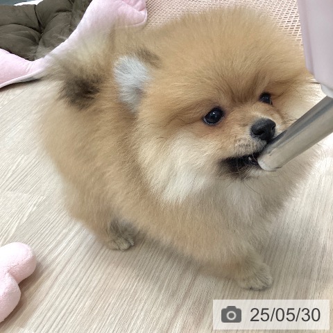 ポメラニアンの写真