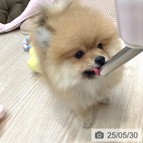 ポメラニアンの写真