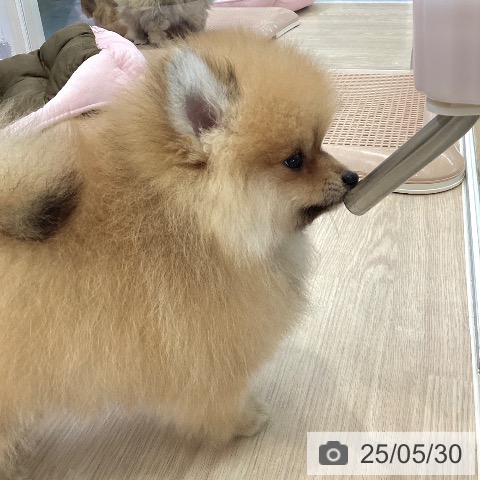 ポメラニアンの写真