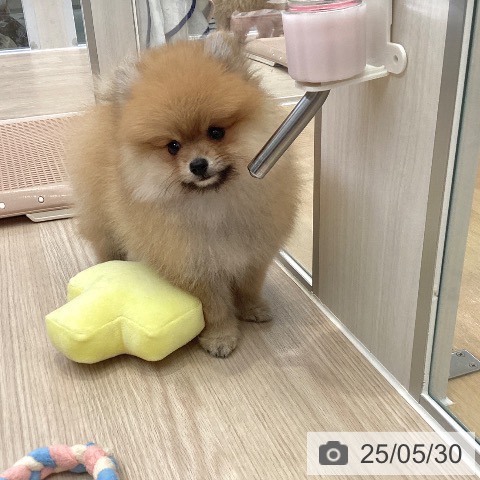 ポメラニアンの写真