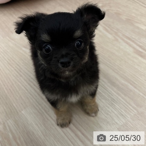 チワワの写真
