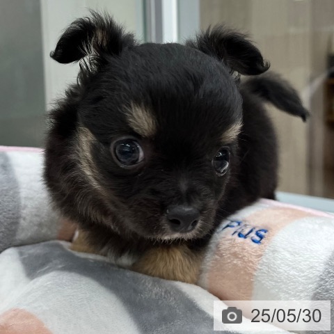 チワワの写真