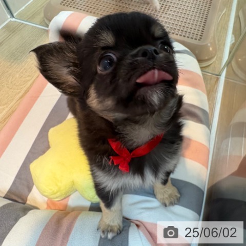 チワワの写真