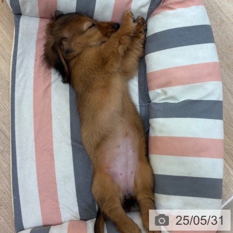 カニーンヘン・ダックスフンドの写真