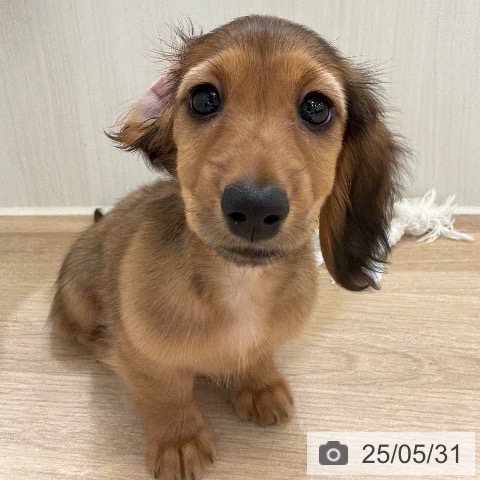 カニーンヘン・ダックスフンドの写真