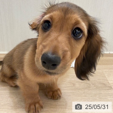 カニーンヘン・ダックスフンドの写真